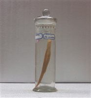 藏品(哈氏柄頜海龍)的圖片